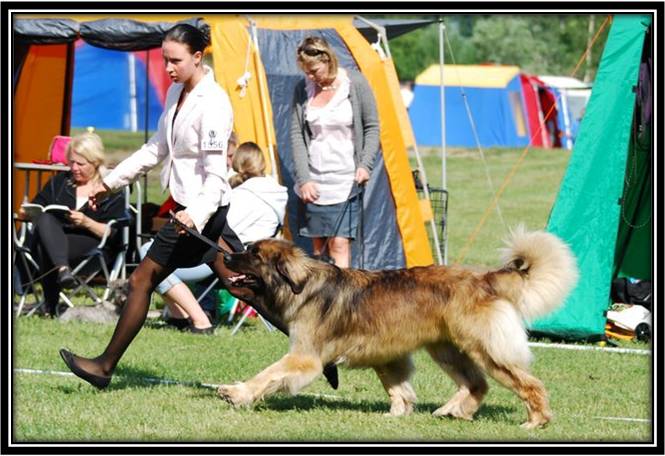 Dragongrdens Kennel